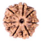 Seven Mukhi Rudraksha Nepal origin - Image 2
