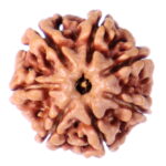 Seven Mukhi Rudraksha Nepal origin - Image 3
