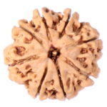Eight Mukhi Rudraksha Nepal origin - Image 2