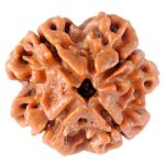 Four Mukhi Rudraksha Nepal origin - Image 2