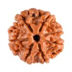 Seven Mukhi Rudraksha Java Origin