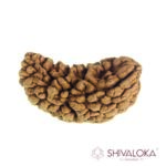1 Mukhi Rudraksha