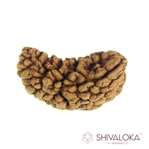1 Mukhi Rudraksha