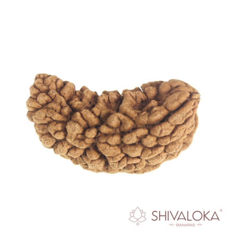 1 Mukhi Rudraksha