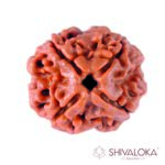 4 Mukhi Rudraksha