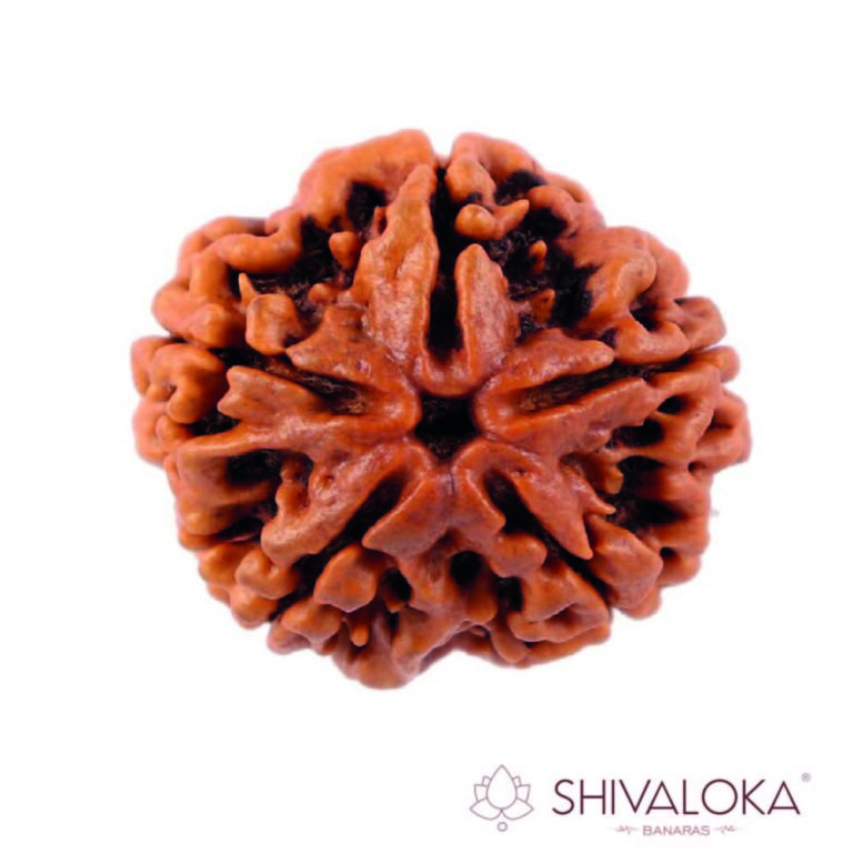 5 Mukhi Rudraksha