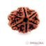 6 Mukhi Rudraksha