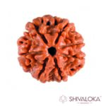 7 Mukhi Rudraksha