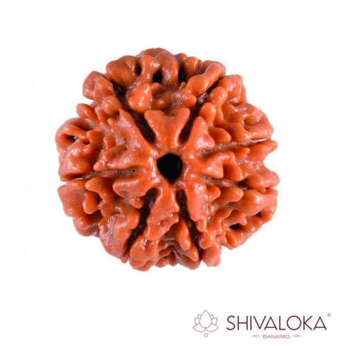 7 Mukhi Rudraksha