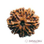 8 Mukhi Rudraksha