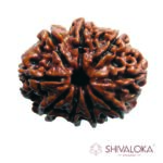 9 Mukhi Rudraksha