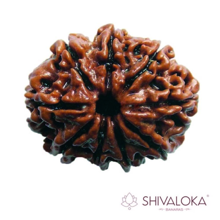 9 Mukhi Rudraksha