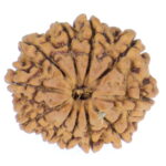 11 Mukhi Rudraksha Nepal origin - Image 2