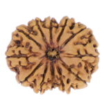 12 Mukhi Rudraksha  Nepal origin - Image 2