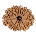 12 Mukhi Rudraksha  Nepal origin - Image 3