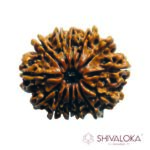 13 mukhi Rudraksha