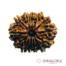 13 mukhi Rudraksha