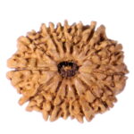 13 Mukhi Rudraksha Nepal origin - Image 2