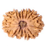 13 Mukhi Rudraksha Nepal origin - Image 3