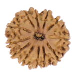 13 Mukhi Rudraksha Nepal origin - Image 4