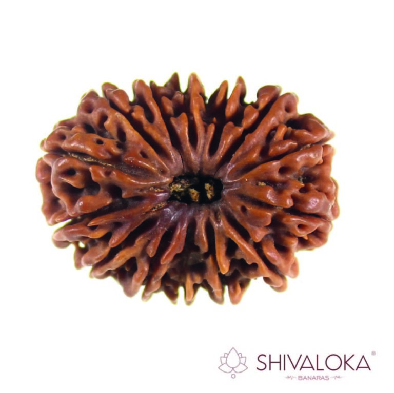 14 mukhi Rudraksha
