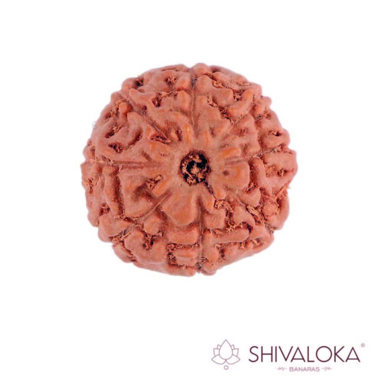 8 Mukhi Rudraksha Java