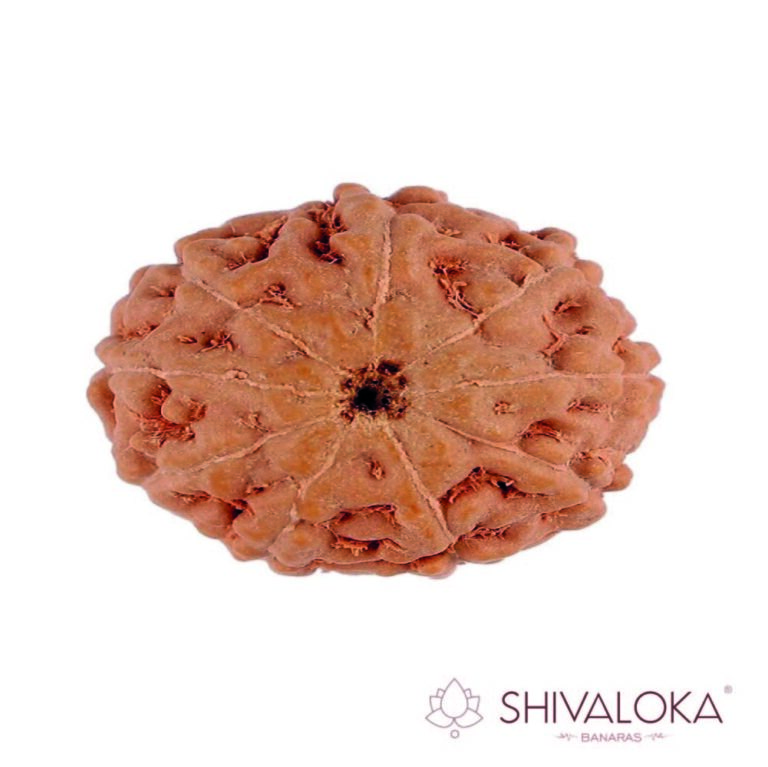 9 Mukhi Rudraksha Java