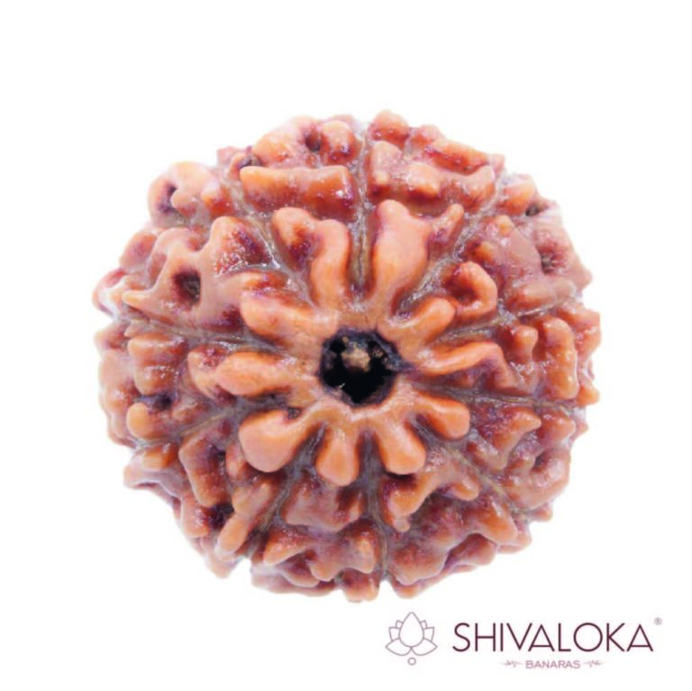 10 Mukhi Rudraksha