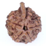 Ganesh Rudraksha Nepal origin - Image 2