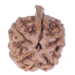 Ganesh Rudraksha Nepal origin - Image 3