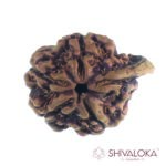 ganesh mukhi Rudraksha