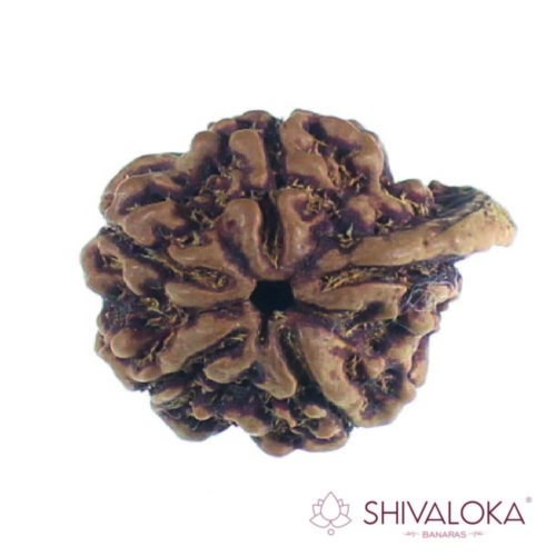 ganesh mukhi Rudraksha
