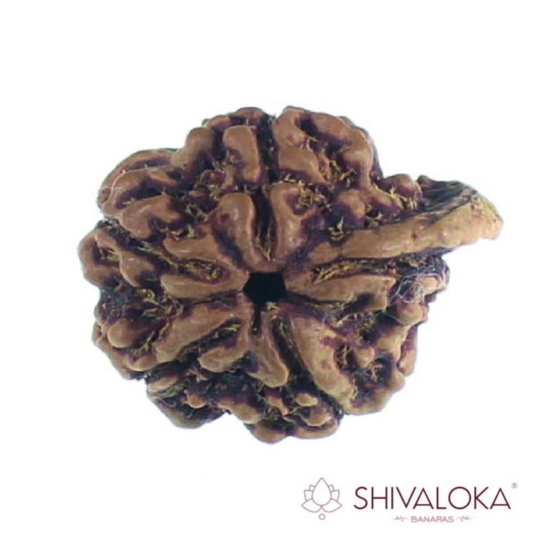 ganesh mukhi Rudraksha