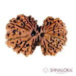 Guari Shankar mukhi Rudraksha