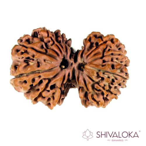 Guari Shankar mukhi Rudraksha