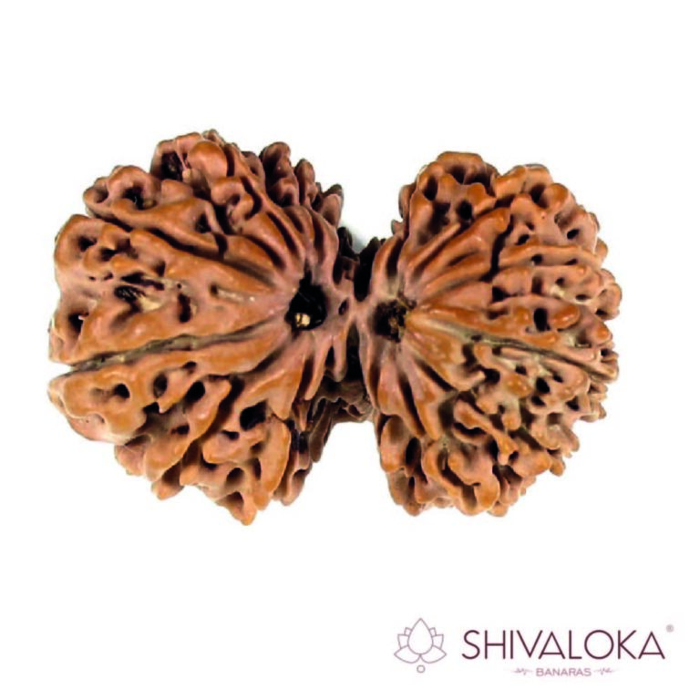 Guari Shankar mukhi Rudraksha