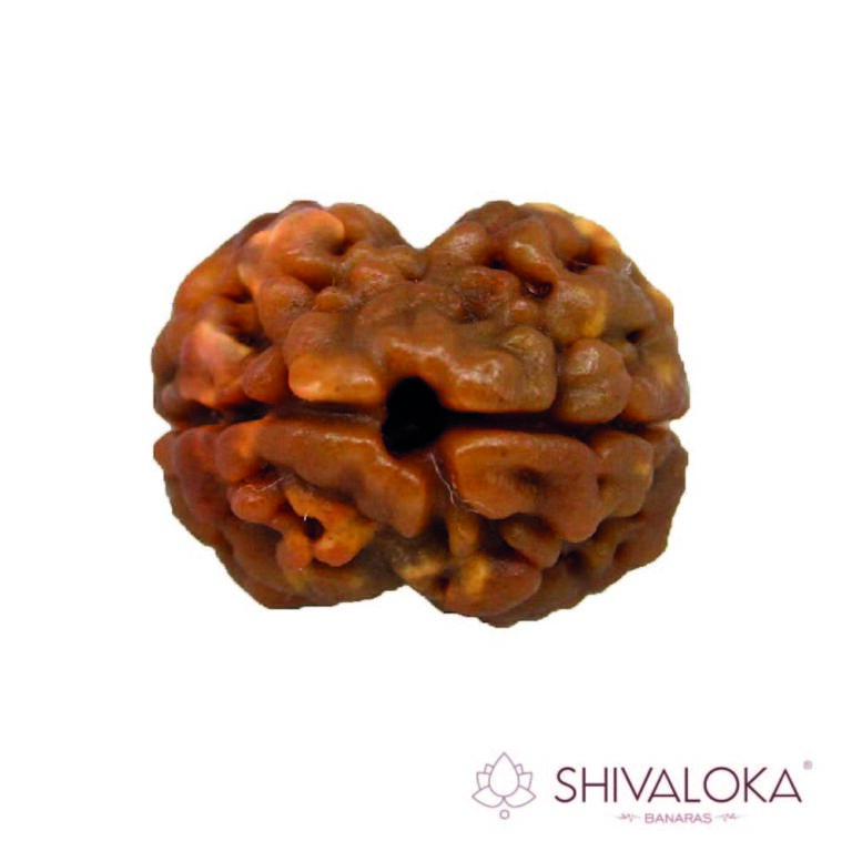 2 Mukhi Rudraksha