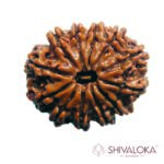 12 Mukhi Rudraksha
