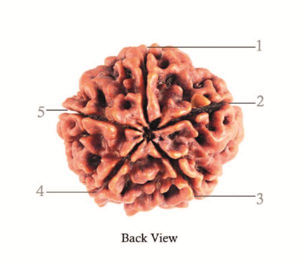 What is Rudraksha? 5 Mukhi Rudraksha