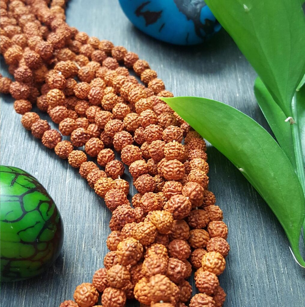 5 Mukhi Rudraksha Varanasi