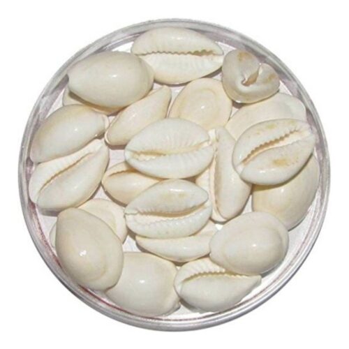 Laxmi Kaudi White (Pack of 20)