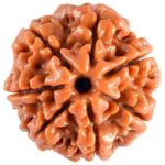 SHIVALOKA 7 Mukhi Rudraksha Original Certified Nepal Origin Brown Bead 15-18 mm Size (Seven Face) (with Laboratory Report).