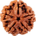 SHIVALOKA 5 Mukhi Rudraksha Original Certified | Nepal Origin | Brown Bead |16-18 mm Size | Five Face | (with Laboratory Report)