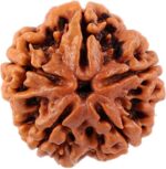 SHIVALOKA 5 Mukhi Rudraksha Original Certified | Nepal Origin | Brown Bead |16-18 mm Size | Five Face | (with Laboratory Report)