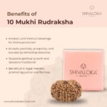 SHIVALOKA 10 Mukhi Rudraksha Original Certified | Nepal Origin Premium Bead (Ten Face) | (with Laboratory Report). - Image 3