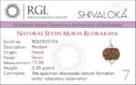 SHIVALOKA 7 Mukhi Rudraksha Original Certified Silver Plated Pendant | 15.00-18.00 mm size | Seven Face Nepal Origin | Laboratory Report - Image 3