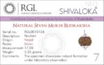 SHIVALOKA 5 Mukhi Rudraksha Mala 108 Beads With 7 Mukhi (Seven Face) Rudraksha Pendant | Pure Silver | 15.00 mm Size | Nepal Origin | - Image 3
