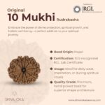 SHIVALOKA 10 Mukhi Rudraksha Original Certified | Nepal Origin Premium Bead (Ten Face) | (with Laboratory Report). - Image 2