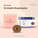 SHIVALOKA 10 Mukhi Rudraksha Original Certified | Nepal Origin Premium Bead (Ten Face) | (with Laboratory Report). - Image 4