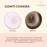 Shivaloka Natural Gomti Chakra | Set of 11 Pieces | Ideal for Puja Offerings & Attracting Luck - Image 4